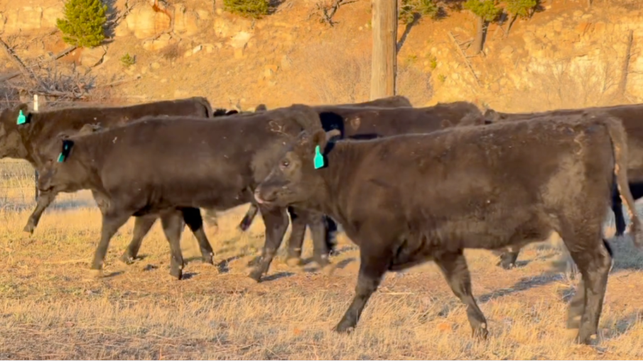 620 lbs ~ Fancy ~ coming of 2 reputable ranches in Northeast WY! Nov 20th delivery!- BS1027A5